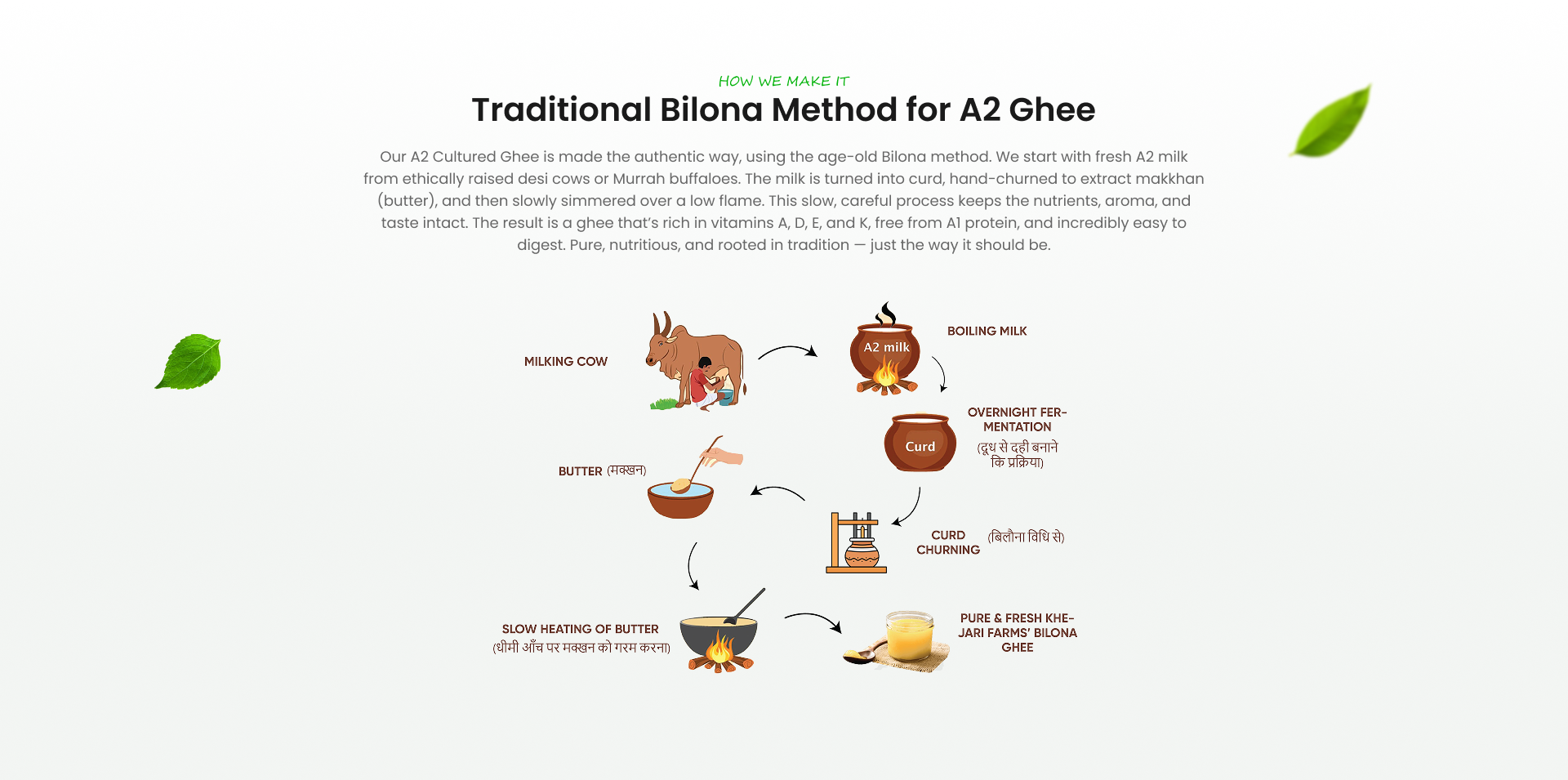Illustrated traditional bilona method used to make Khejari Farms ghee