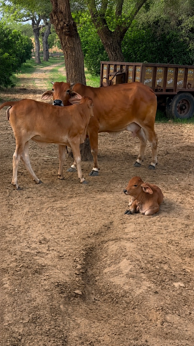 A cow cared for at Khejari Farms