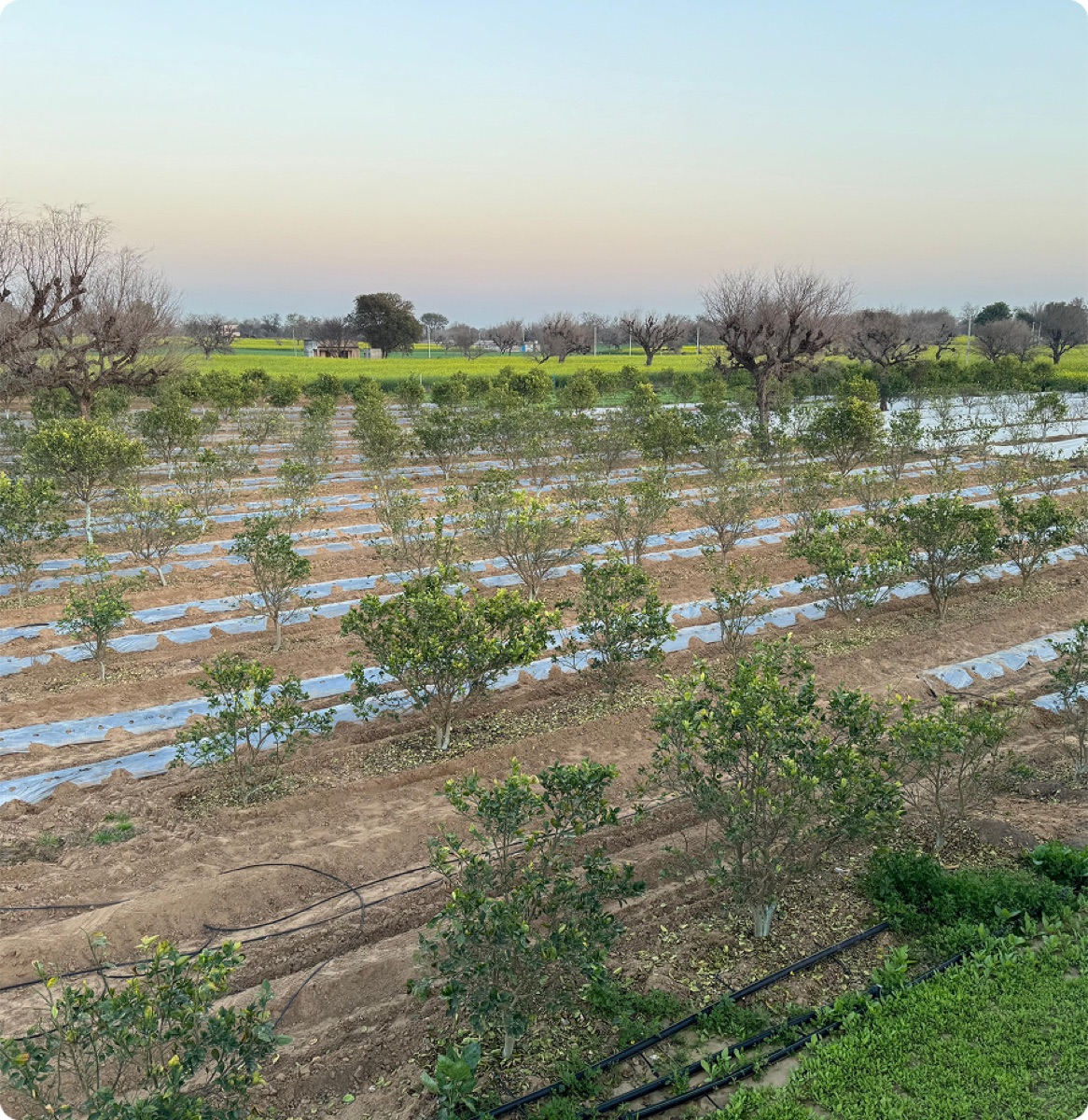 Fields at Khejari Farms