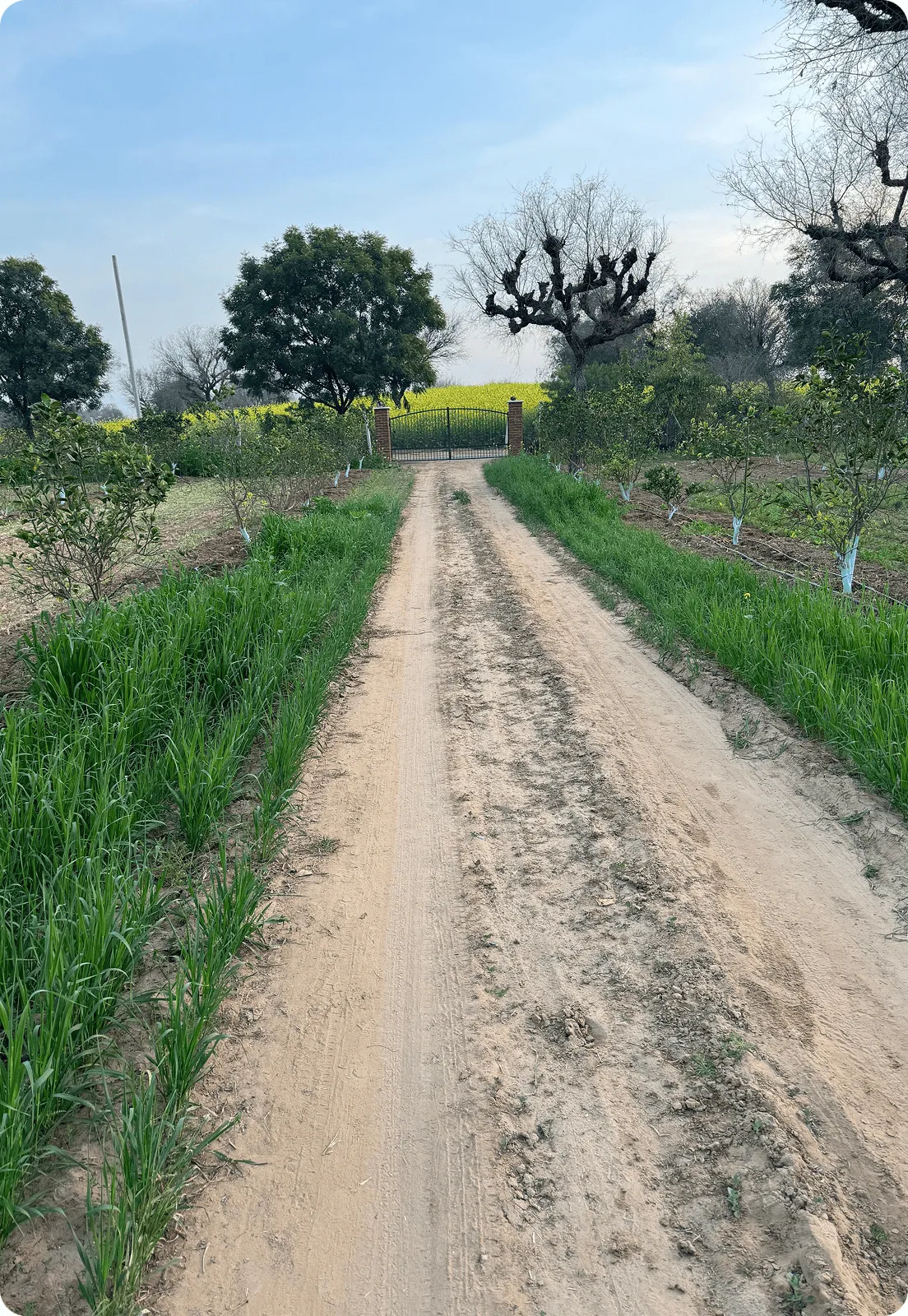 The path through Khejari Farms towards the mustard fields